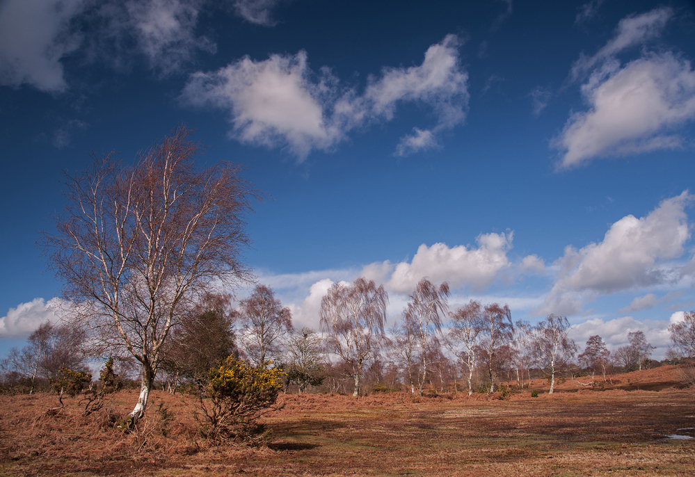Spring Furzley Common Birch and Cloudscape 3